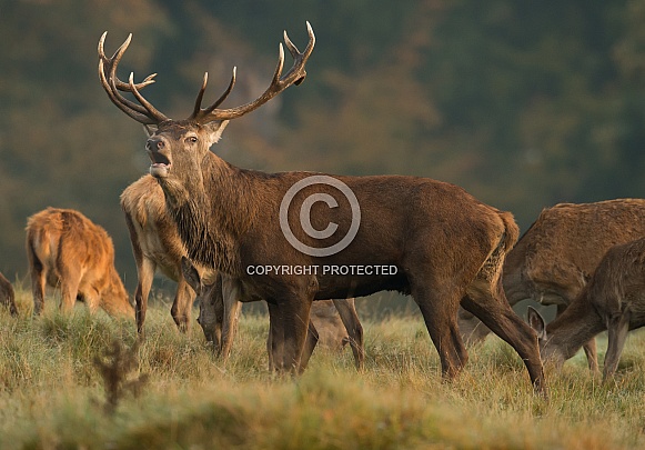 Red Deer