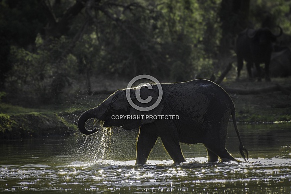 African Elephant