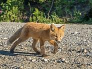 Red Fox Kit Hunting Posture