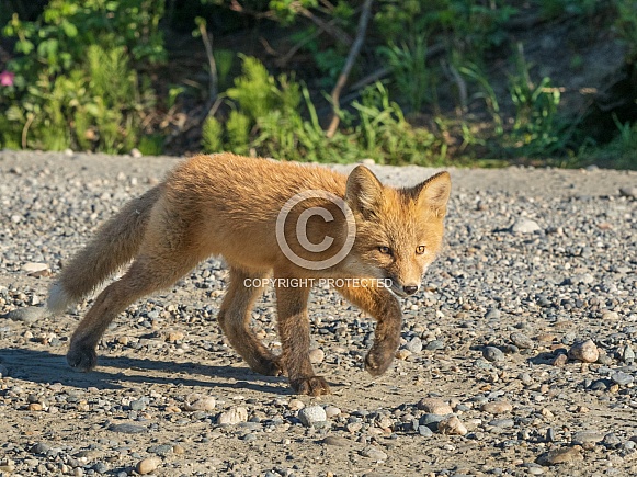 Red Fox Kit Hunting Posture Red Fox Kit Hunting Posture