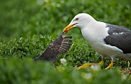 Gull and Gulls