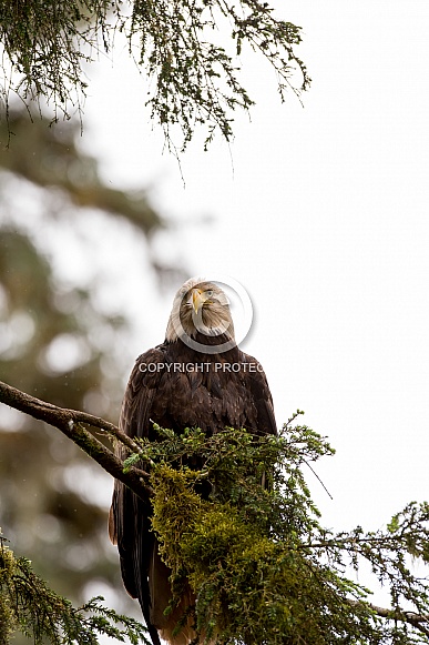 Bald Eagle (wild) Bald Eagle (wild)