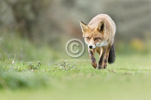 Red foxes Red foxes