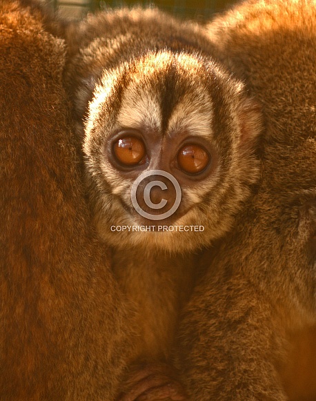 Night Monkey Night Monkey