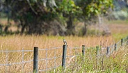 Long distance photo of Southeastern American Kestrel - Falco sparverius paulus - on barbed wire fence post