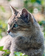 European Wildcat