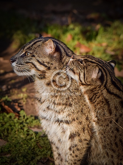 Fishing Cats Fishing Cats
