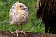 Peafowl Chick Full Body
