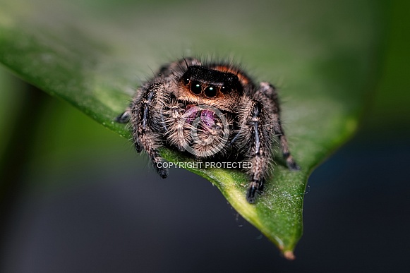 Jumping Spider