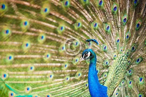 Peacock Peacock