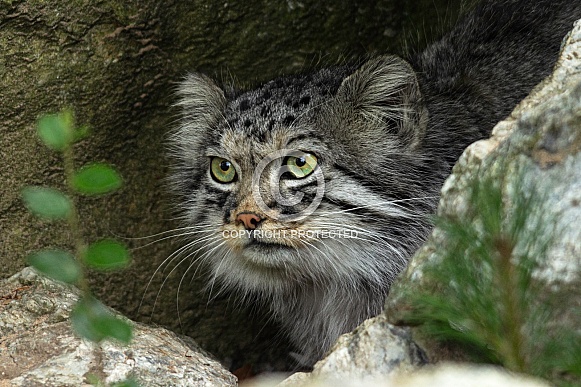 Pallas Cat, close up, side profile