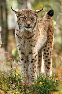 Lynx standing