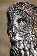 Great Grey Owl--Owl from the North