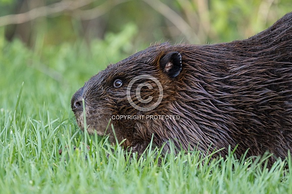 Beaver in nature