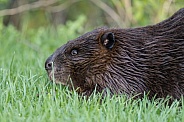 Beaver in nature