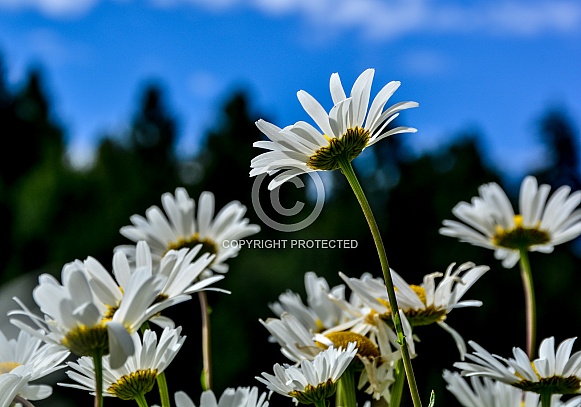 Wild Daisies Wild Daisies