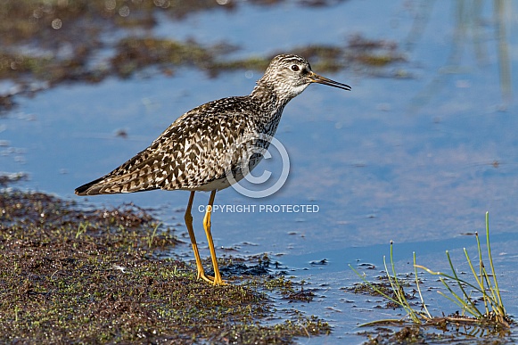 Lesser Yellowlegs in Alaska Lesser Yellowlegs in Alaska