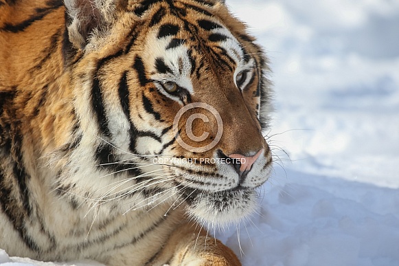 Siberian tiger