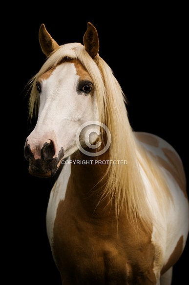Palomino Paint Pony
