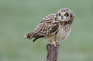 The short-eared owl (Asio flammeus)