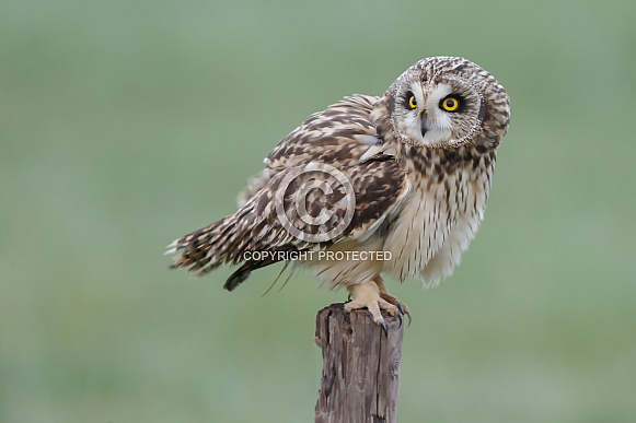 The short-eared owl (Asio flammeus) The short-eared owl (Asio flammeus)