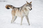 Wolf