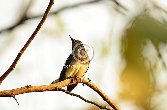 Magpie Robin