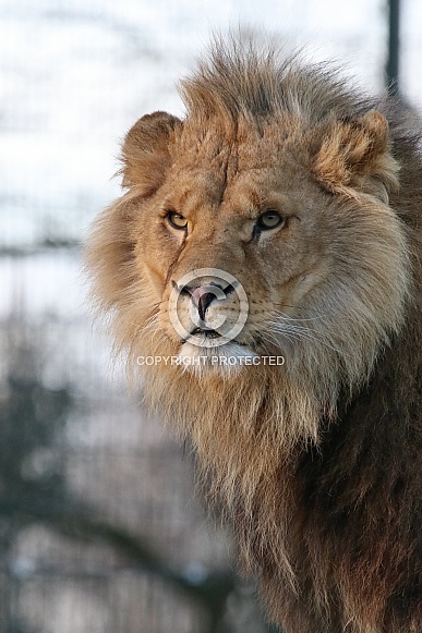 African lion