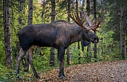 Moose walking out of the woods in the Fall