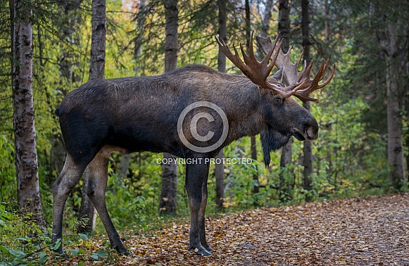 Moose walking out of the woods in the Fall