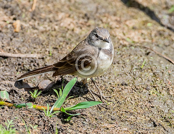 Juvenile Cape Wagtail