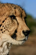 Cheetah