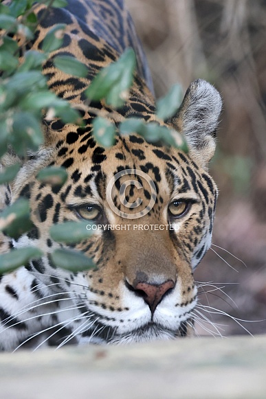 Jaguar (Panthera Onca)