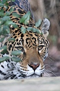 Jaguar (Panthera Onca)