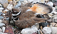 Killdeer on nest