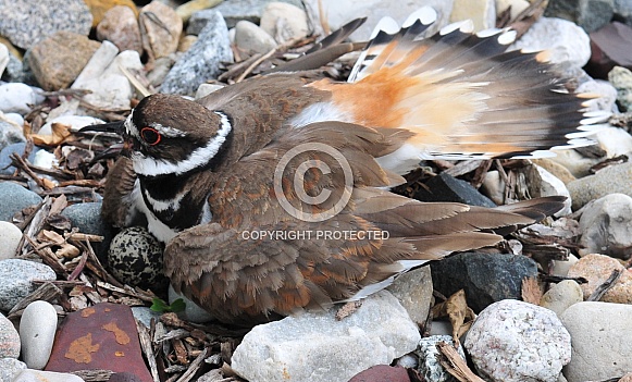 Killdeer on nest Killdeer on nest