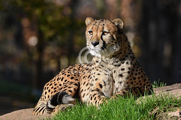 Cheetah