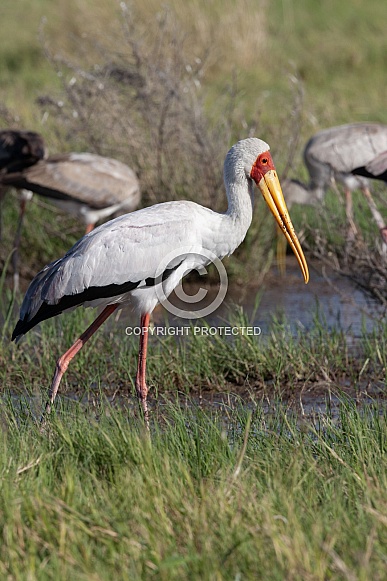 Yellow-billed Stork - Botswana Yellow-billed Stork - Botswana