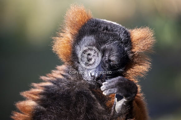 Red lemur