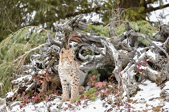 Siberian Lynx (Juvenile)