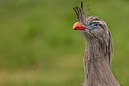 Red Legged Seriema Bird