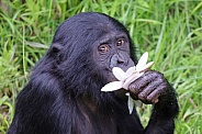 Bonobo (Pan Paniscus)