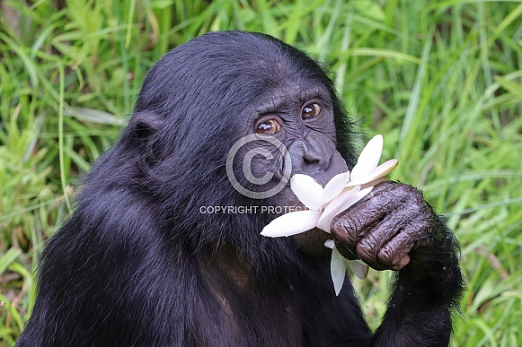 Bonobo (Pan Paniscus)