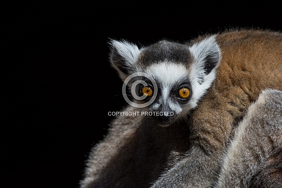 Baby Lemur Baby Lemur