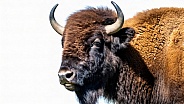 Wild American bison or buffalo - bison bison - are North America largest terrestrial animals standing looking at camera face and head closeup isolated on white background