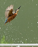 Common Kingfisher Fishing