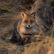 Red fox