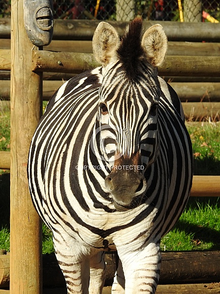 Zebra Zebra