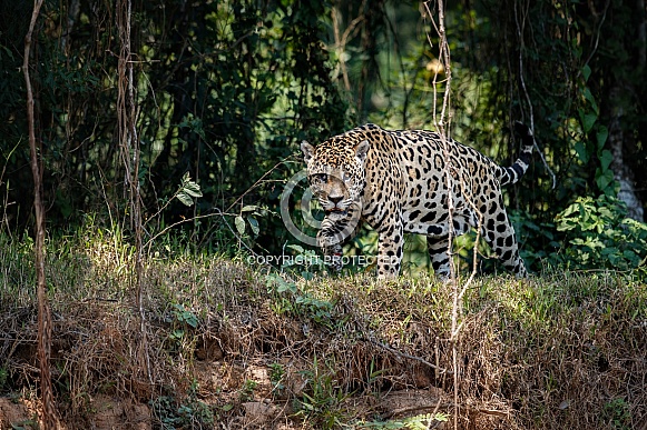 American jaguar in the nature habitat