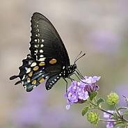 A Pipevine Swallowtail Butterfly Battus Philenor